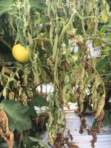 Field grown tomato plant affected by southern blight
