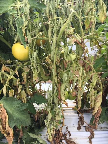 tomato blight