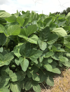 soybean plants