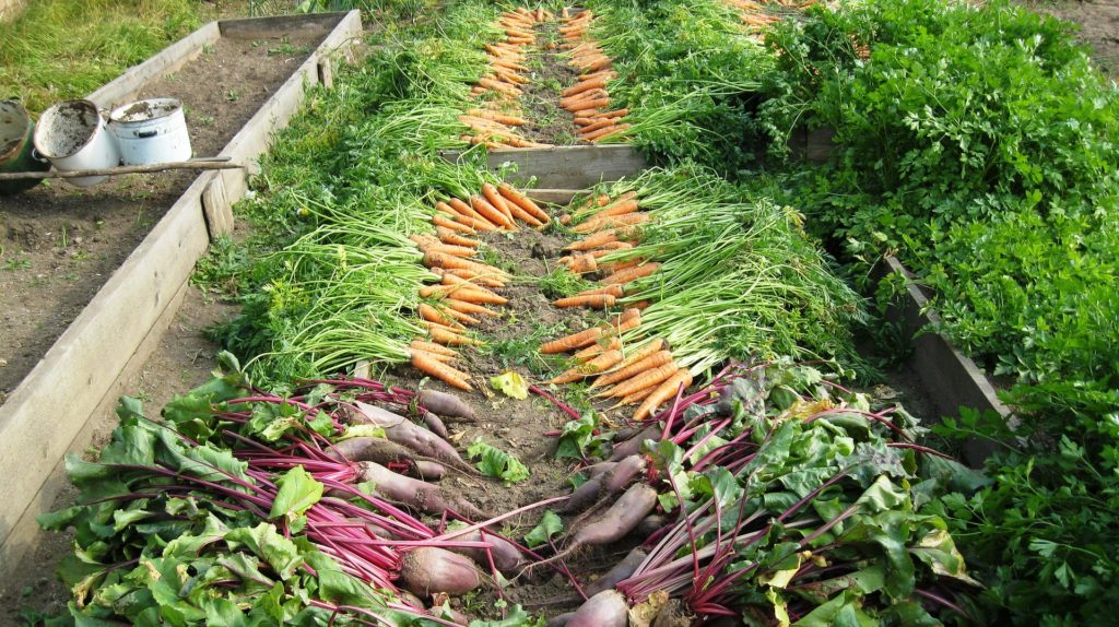 Fall Vegetable Garden Carrots & Beets