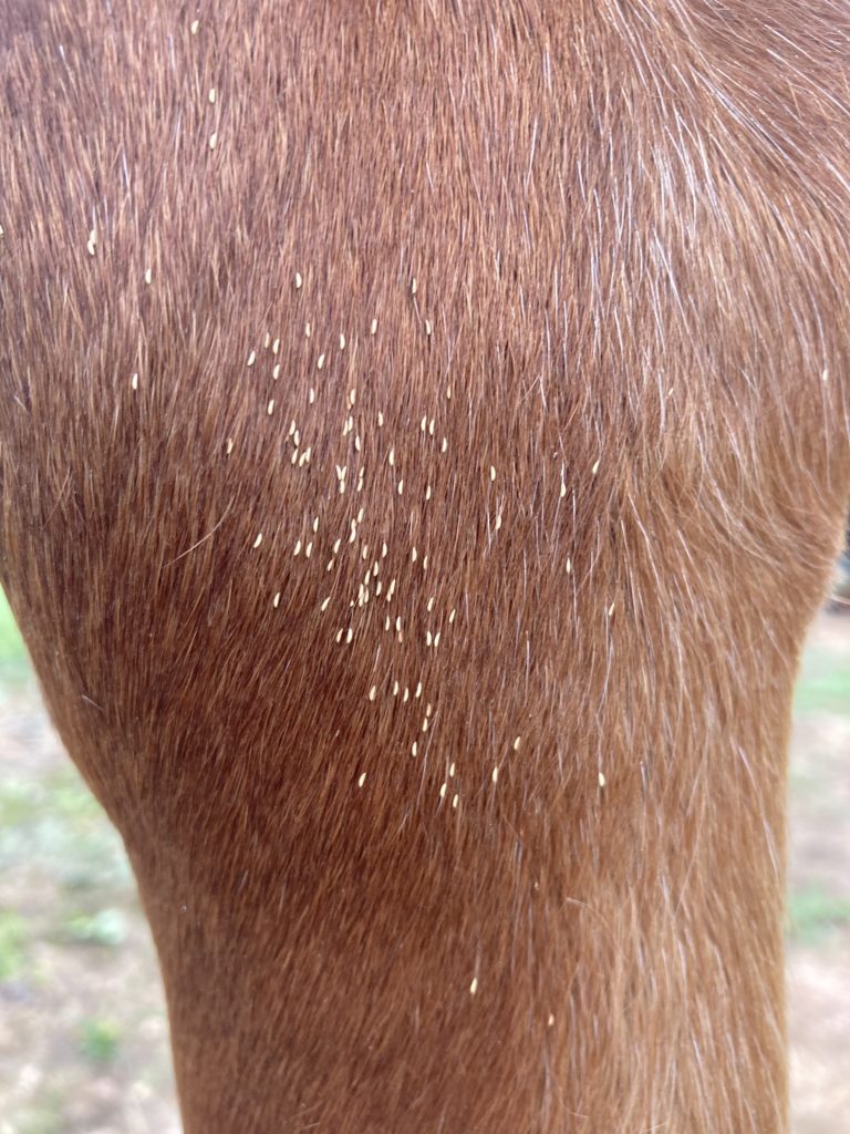 Botfly eggs on horse's leg