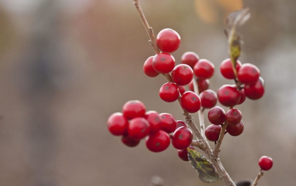 Winterberry Holly