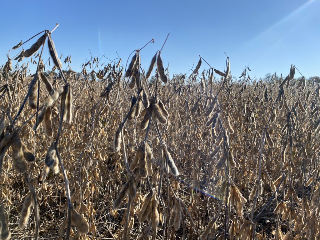 Soybeans in Field