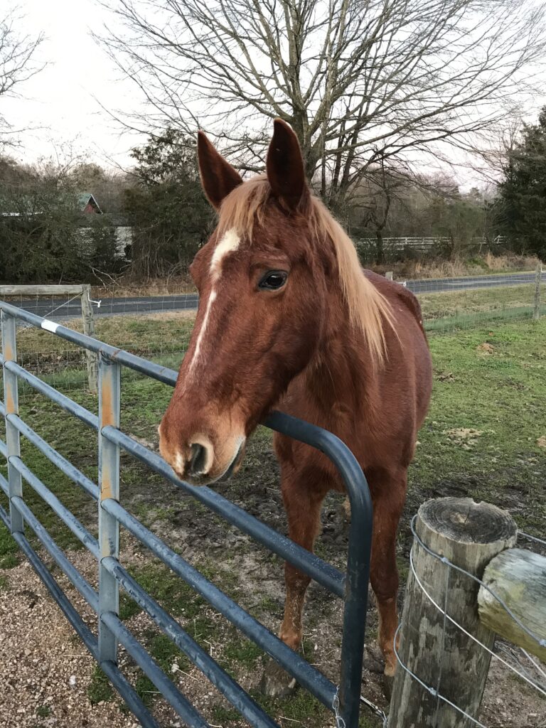 Horse standing in front of fence