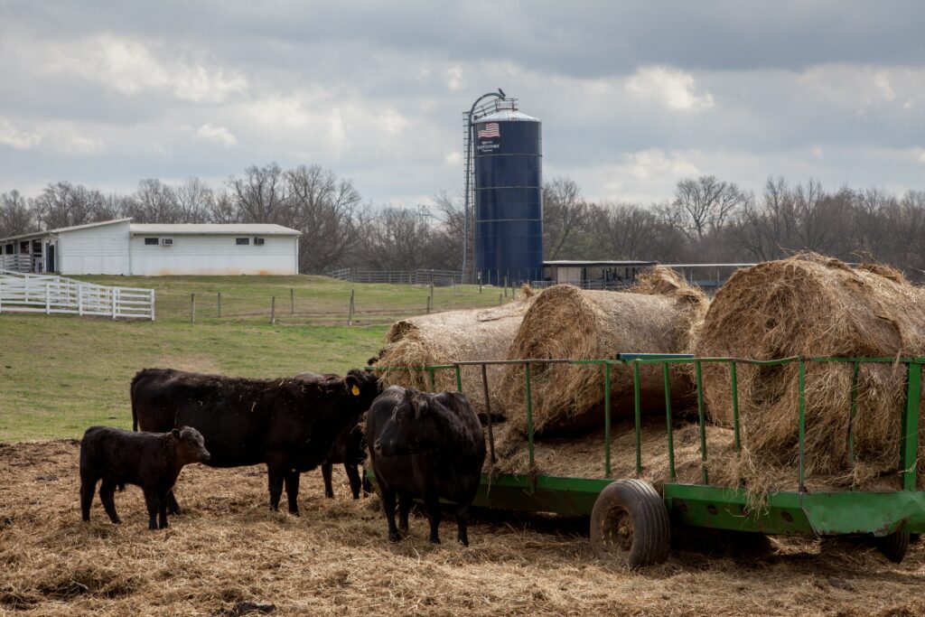 Black Cows Standing Near Hay Bales