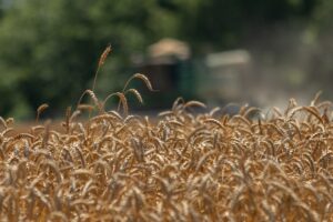 Up Close Photo Of Wheat In a Field