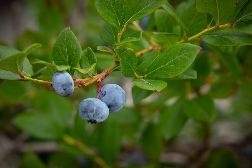 3 blueberries on a branch