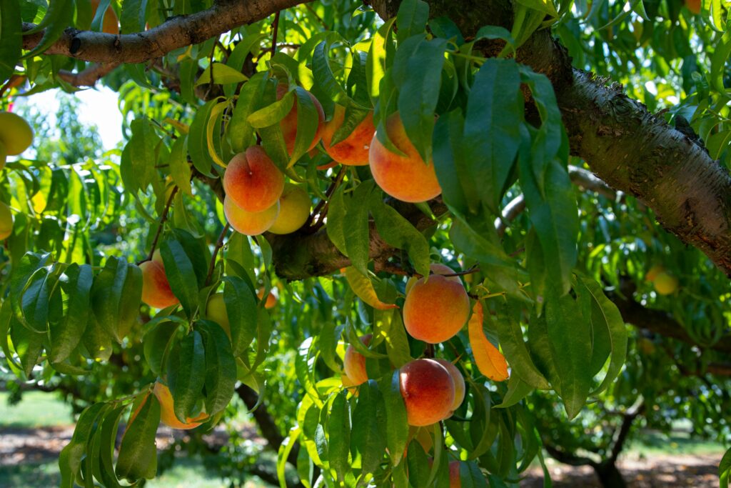 Orange and Yellow Peaches with Green Leaves hanging from a Peach tree
