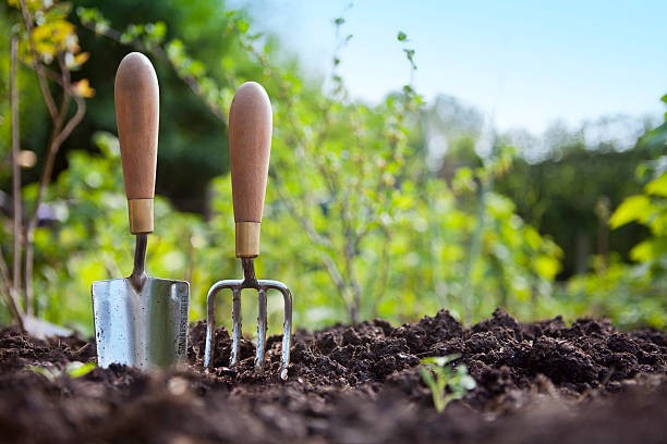 Wooden handled stainless steel garden hand trowel and hand fork tools standing in a vegetable garden border with green foliage behind with a blue sky. 