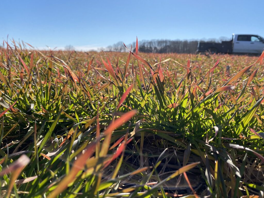 Purple Wheat in Field 