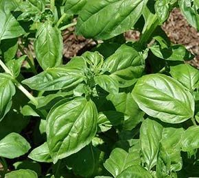 What Is Sweet Basil N.C. Cooperative Extension