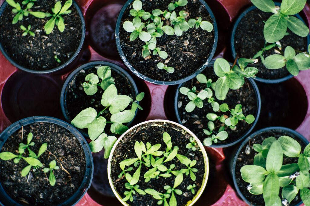 green sprouting plants in small round containers