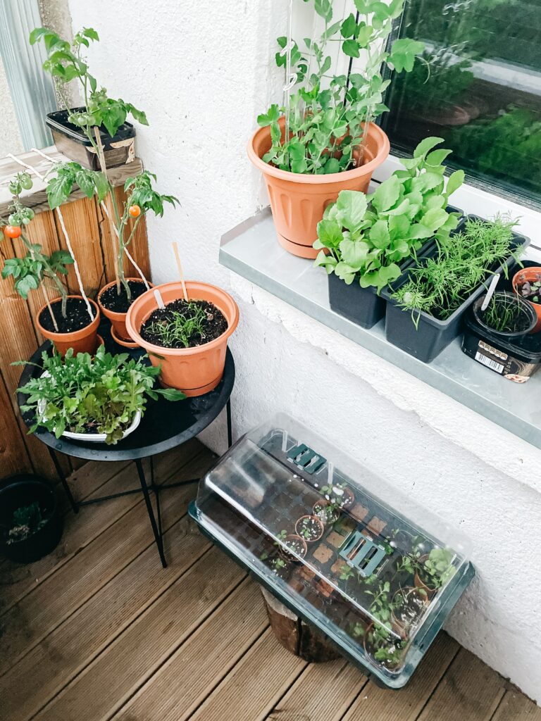 potted plants in an outside area