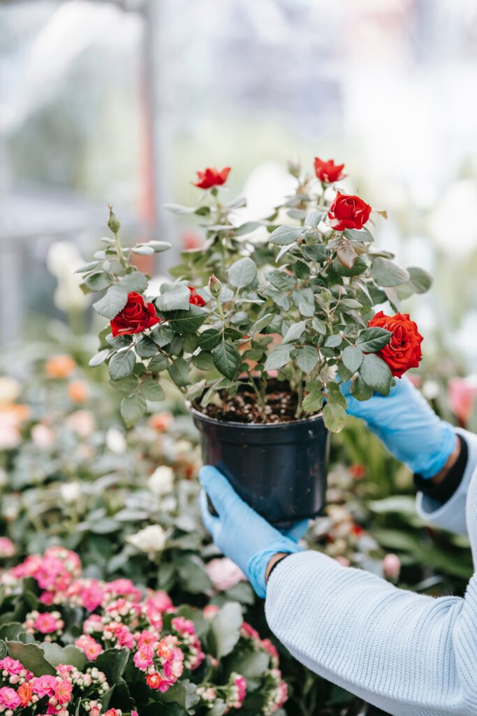 Small Rose Bush in Black Containter