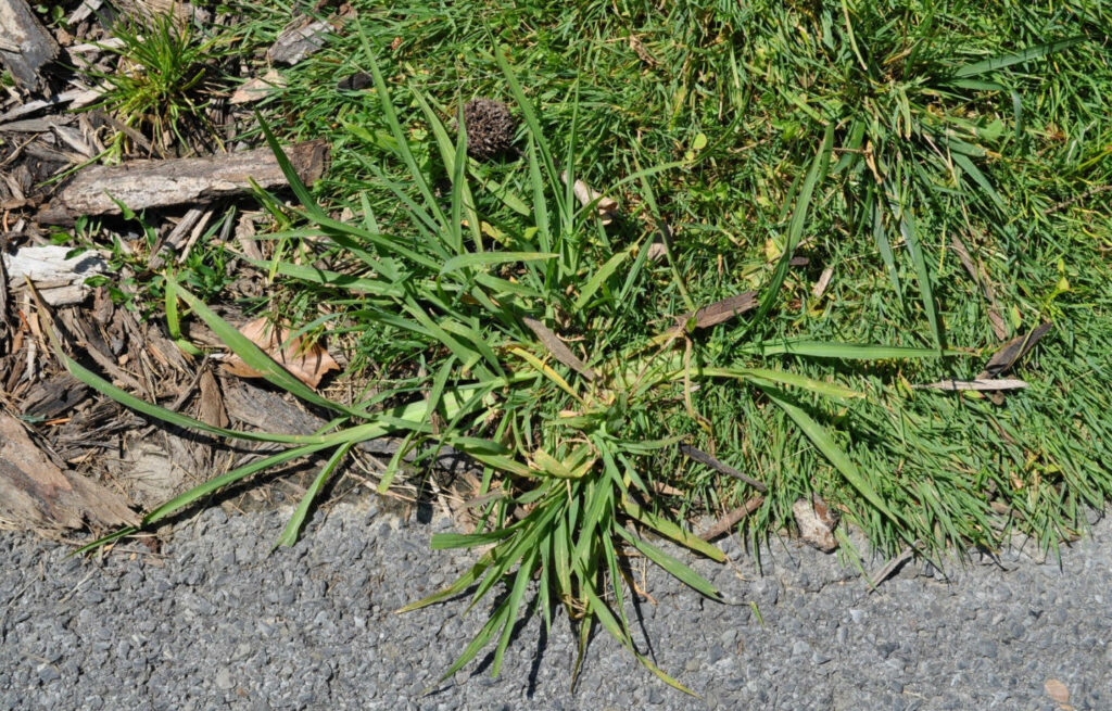 green crabgrass on lawn