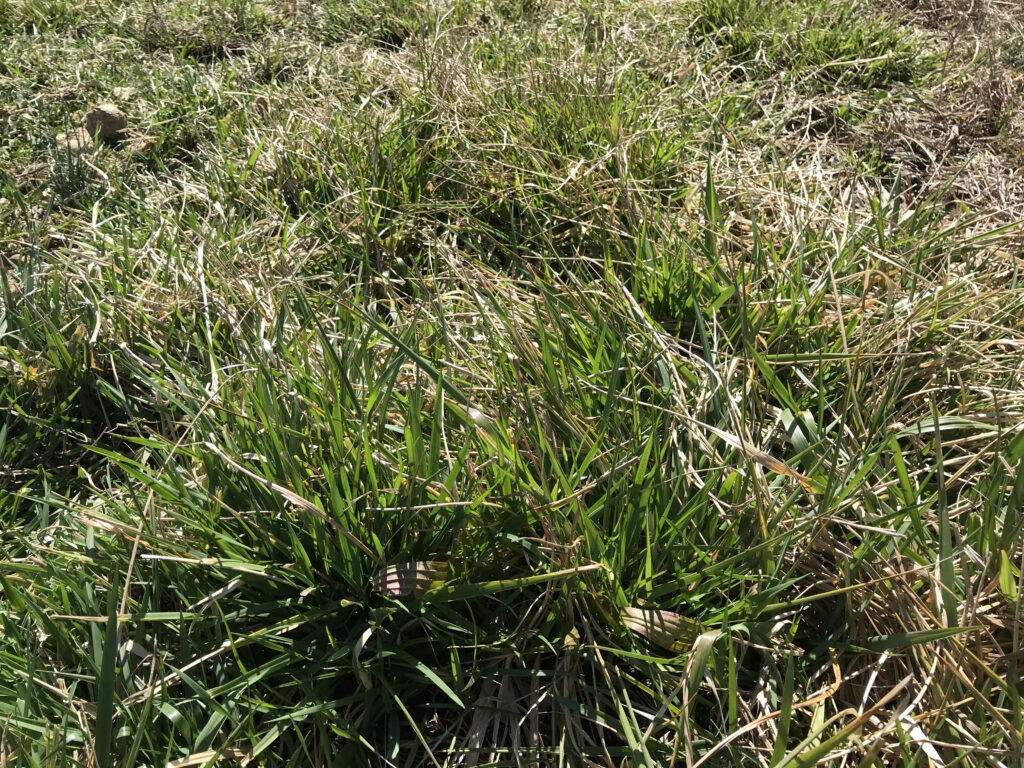 Grass in Pasture
