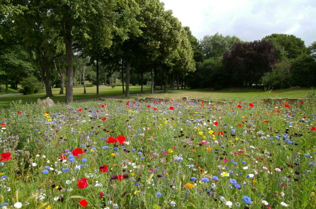 Flowers in Field with Trees in the Back