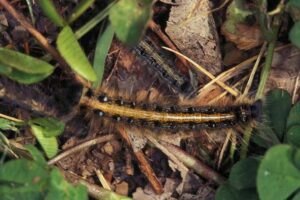 Cover photo for Eastern Tent Caterpillar