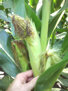 Injury caused by stink bugs feeding on stalks before the ear emerged (prior to tasseling)