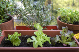 balcony gardening fresh and organic vegetables horticulture in urban house