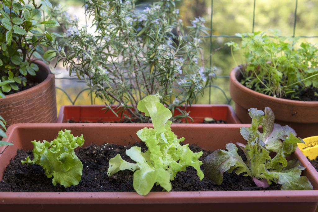 Container Gardening