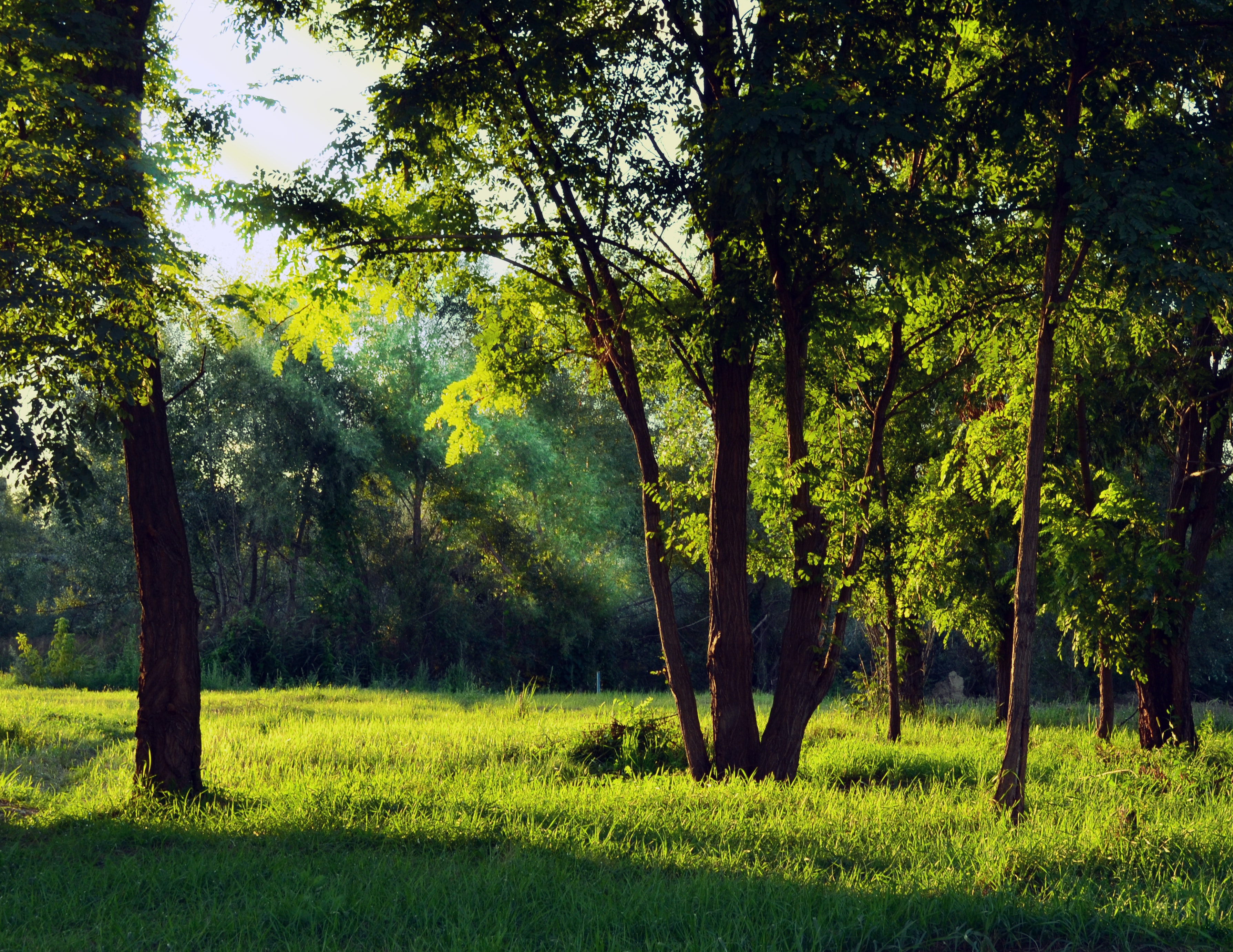 SunLight Shining Through Trees in a Field