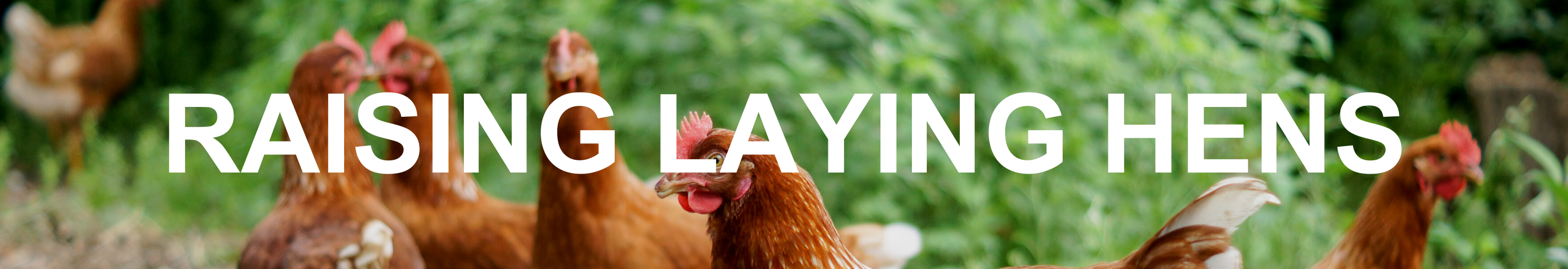 Raising Laying Hens Series