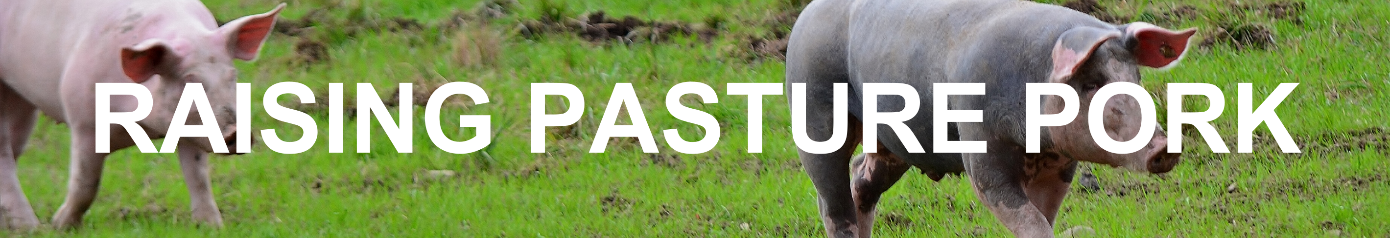 Raising Pasture Pork Series