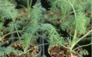 Seedlings