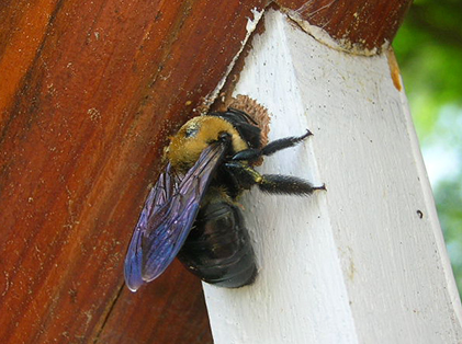 Carpenter Bees