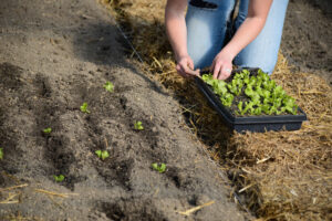 Gardening close-up_Planting seedlings