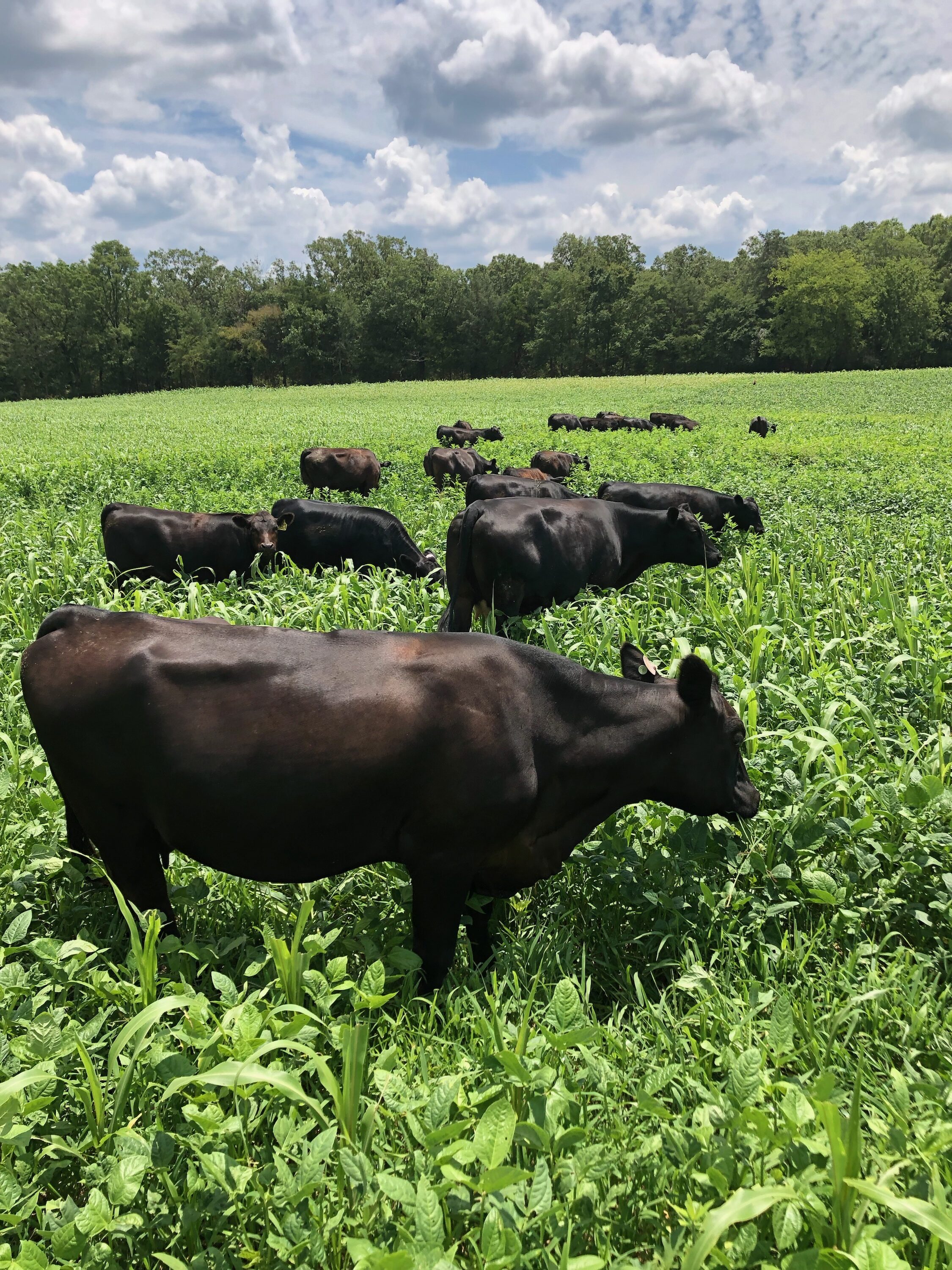 Cows Standing in Pasture