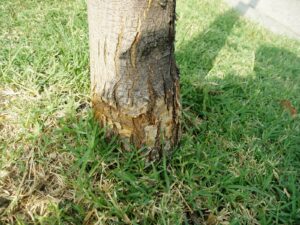 Without a buffer between the lawn and tree trunks damage is likely. Such is the case with this cherry tree. There is nothing to be done once the damage has taken place. A mulch buffer would have prevented this damage form the weedeater. (Credit Casey Trees)