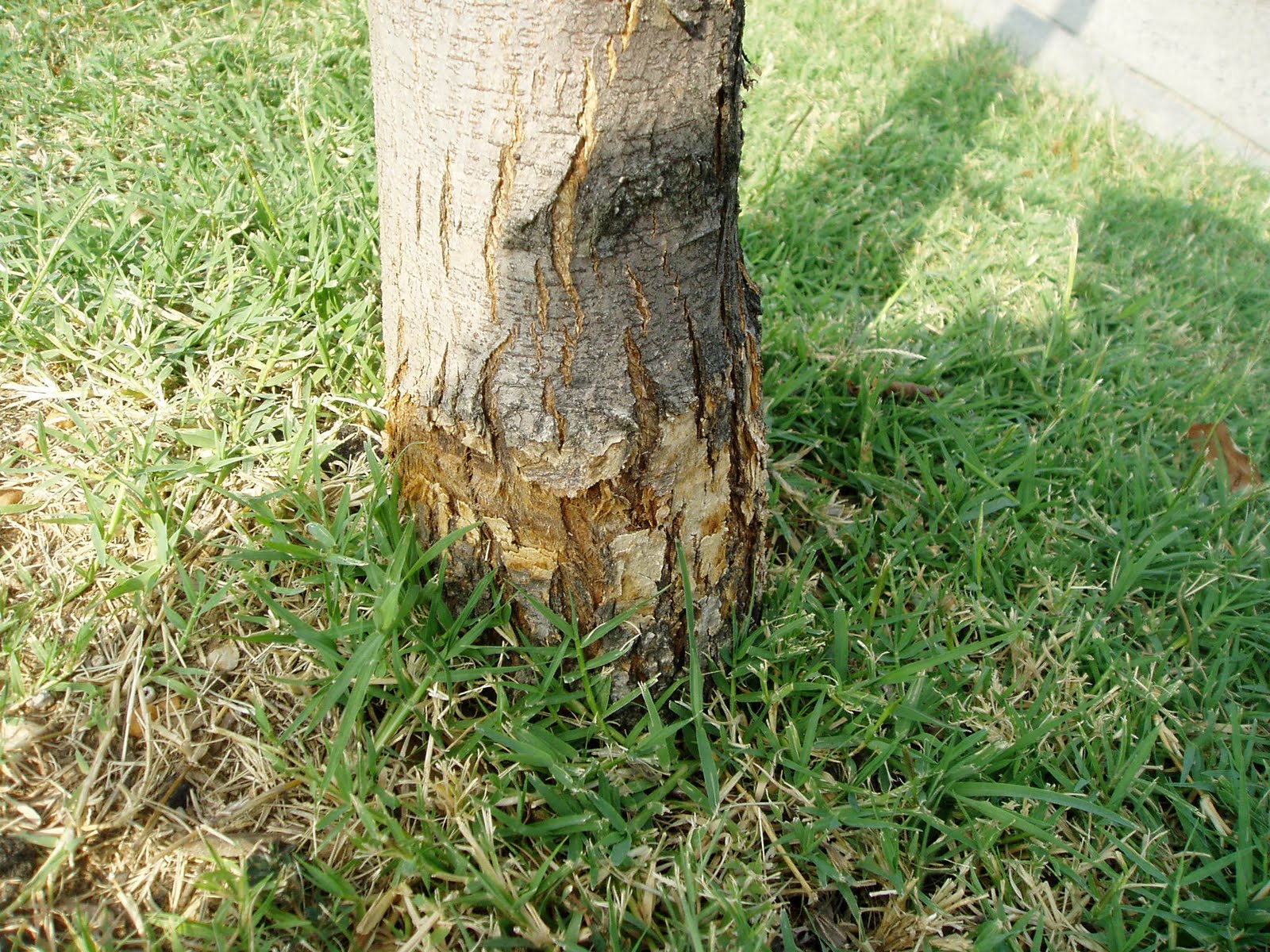 Without a buffer between the lawn and tree trunks damage is likely. Such is the case with this cherry tree. There is nothing to be done once the damage has taken place. A mulch buffer would have prevented this damage form the weedeater. (Credit Casey Trees) 