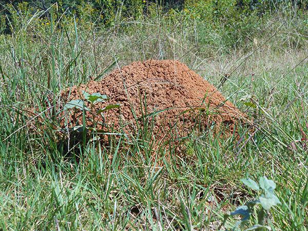 Fire Ant Mound