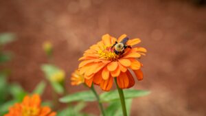 HoneyBee on Flower