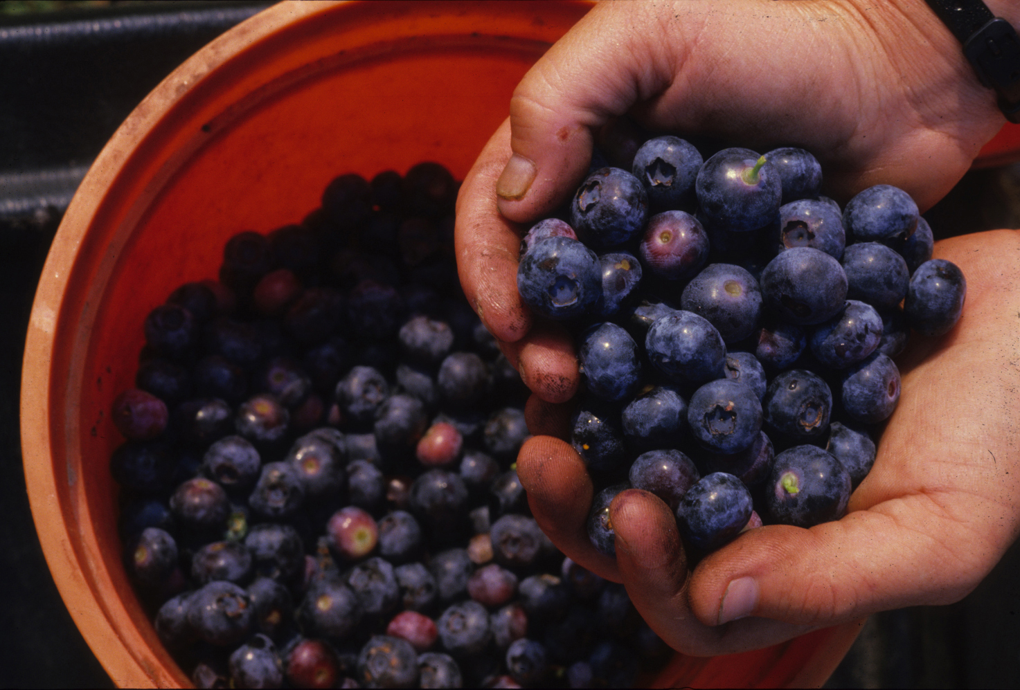 Blueberries (in a bucket)