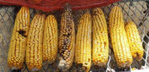Cover photo for Reducing Aflatoxin in Grain Corn