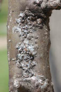 Bumps on Tree Branch