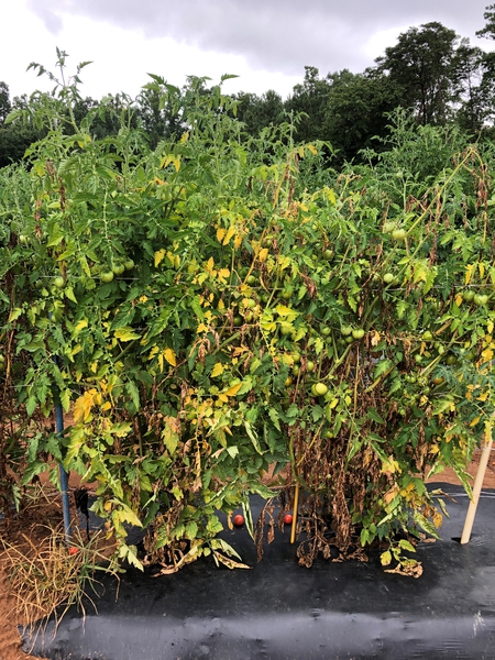 Green and Yellow Plant Wilting 