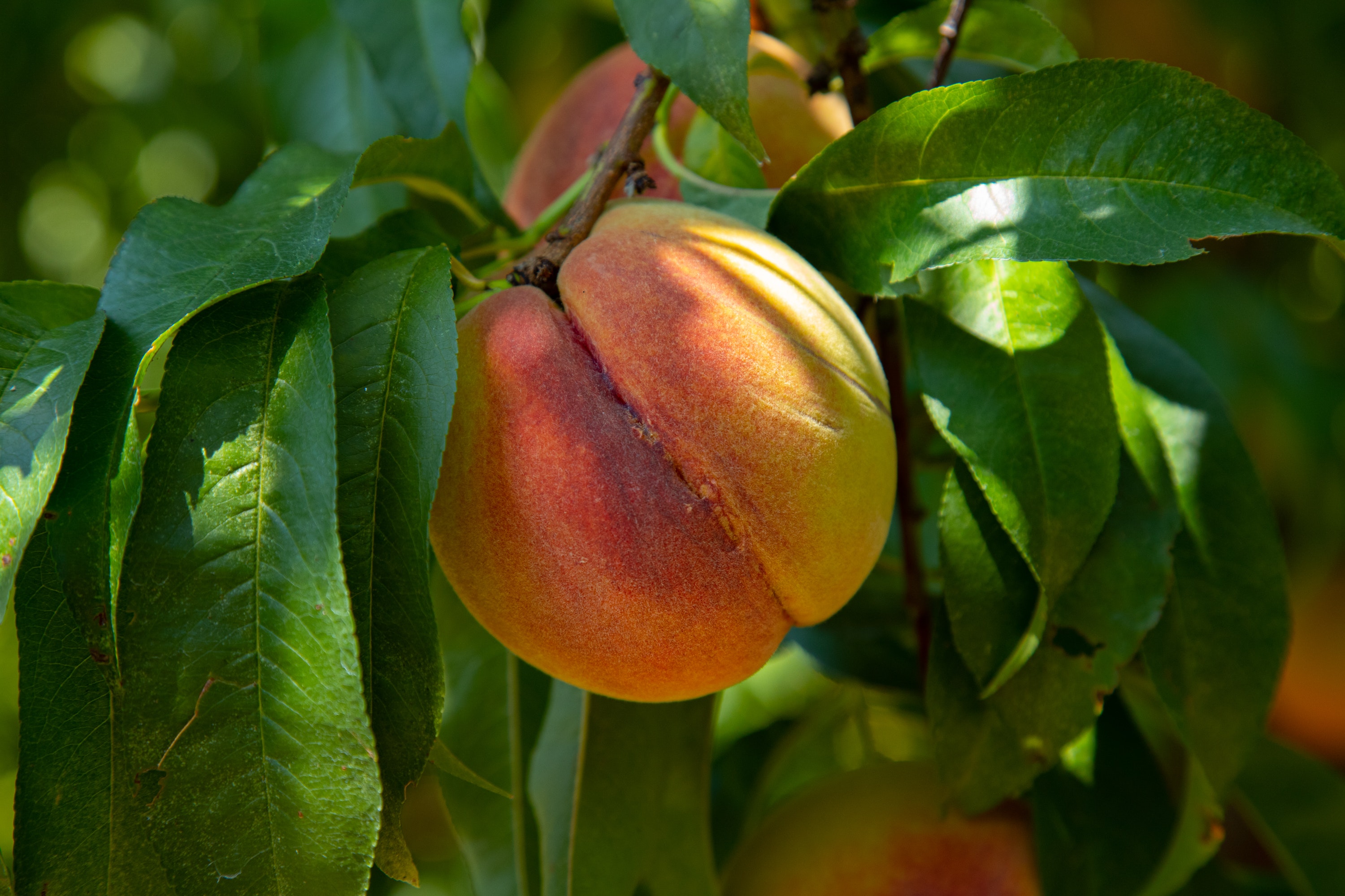 Orange and Yellow Peach hanging from Tree with green leaves surrounding it 