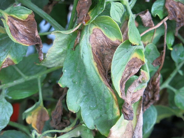 Green and Brown Leaves wilting