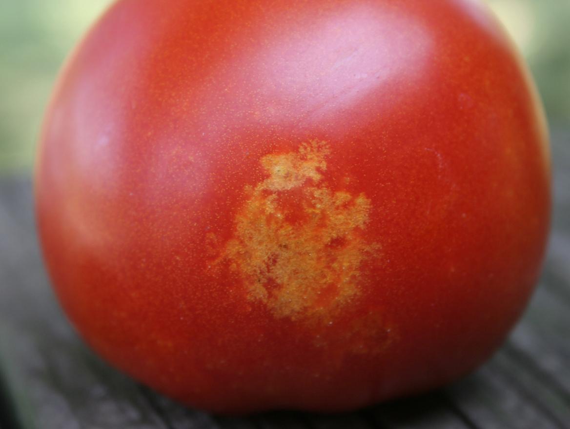 Tomato with White Spots from Stink Bug
