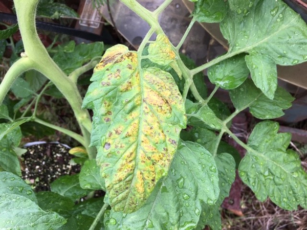 Green Leaves 