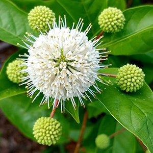 Green plant with white and green blooms