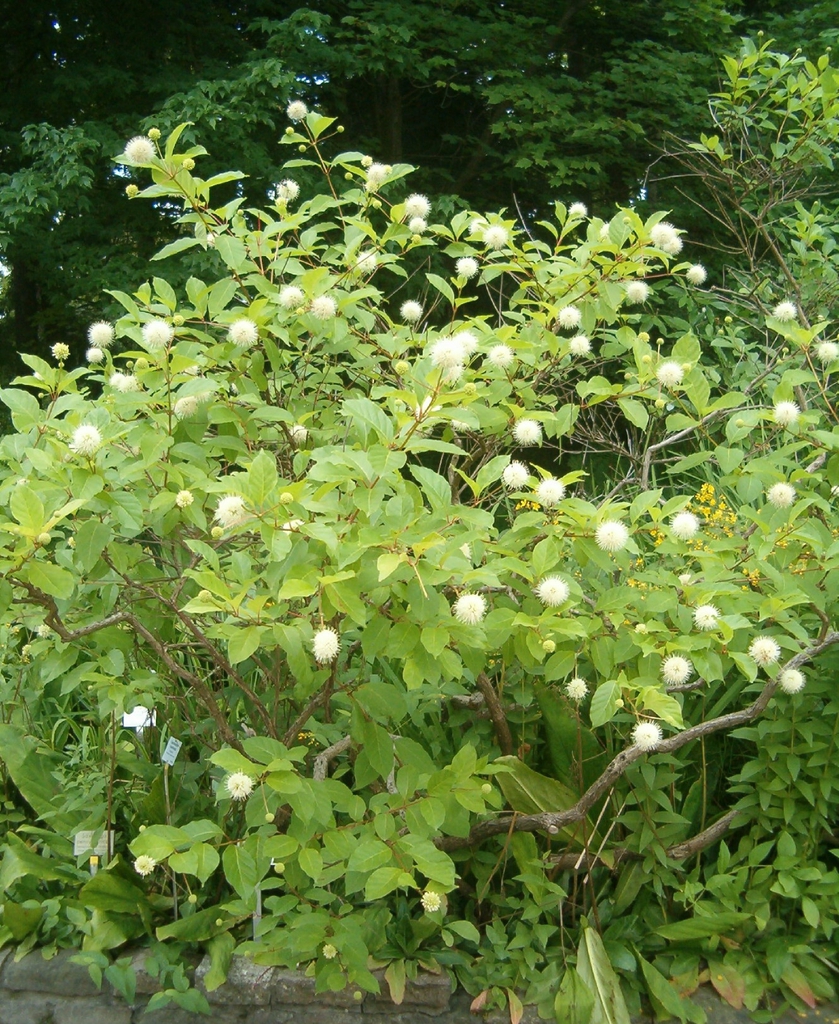 Green Plant with white flowers