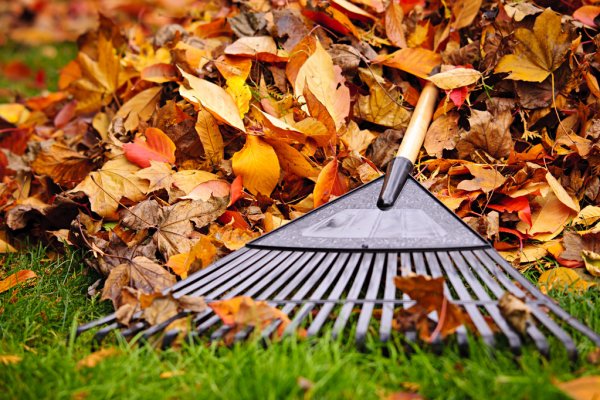 Black Rake Raking Orange Leaves