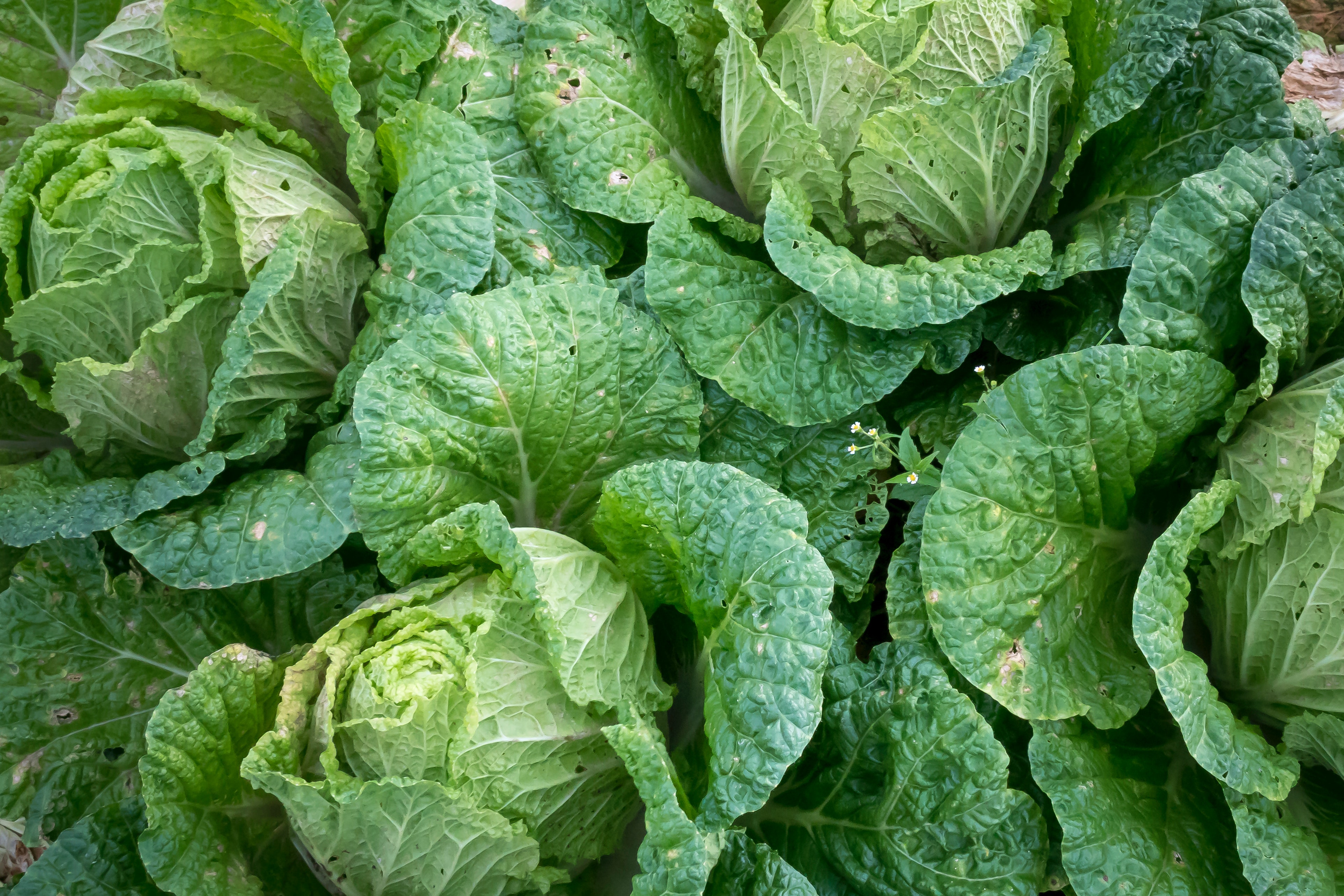 Green Cabbage plants