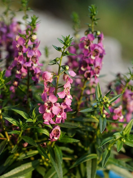 Pink Flowers Bloomed