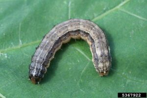 Brown Army Worm